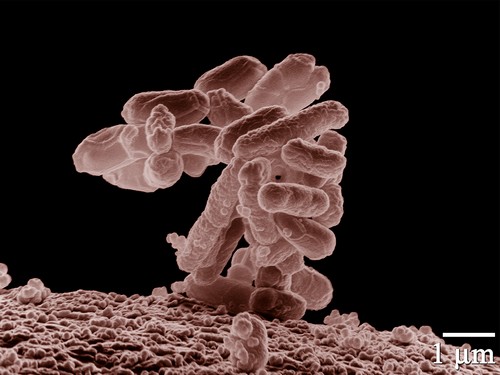 Microdiesel: le biocarburant directement produit par des bactéries