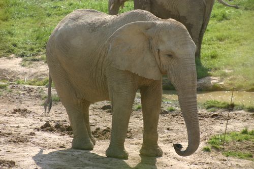 Les éléphants supportent mal la captivité