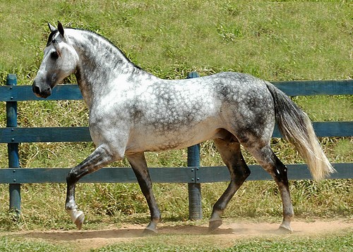 En selle avec la séquence du génome du cheval