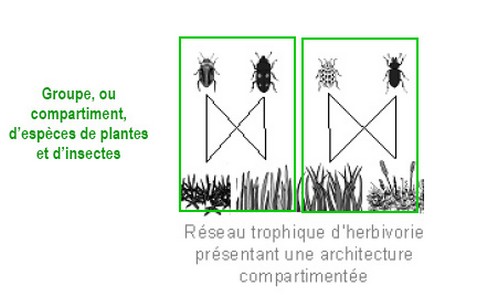 Le role fondamental des interactions entre espèces dans la stabilité des communautés écologiques