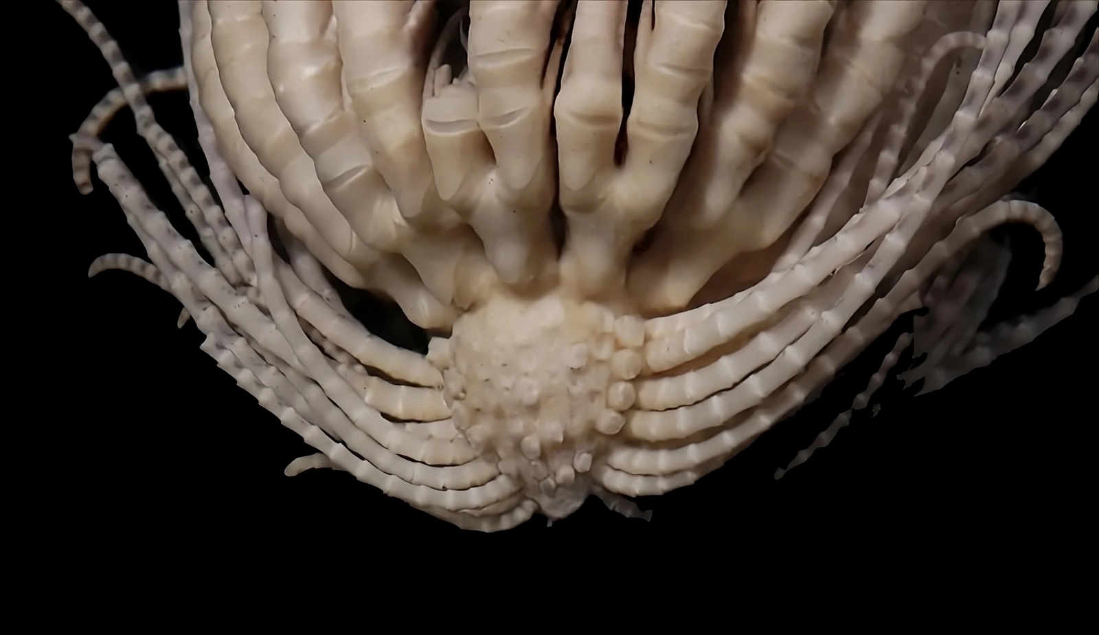 Découverte d'une étrange créature évoquant un extraterrestre