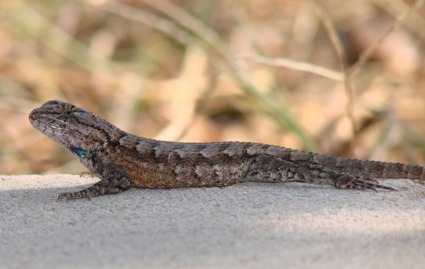 Le lézard sur la route de l'adaptation