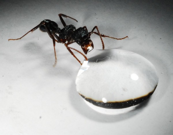 L'estomac collectif des fourmis