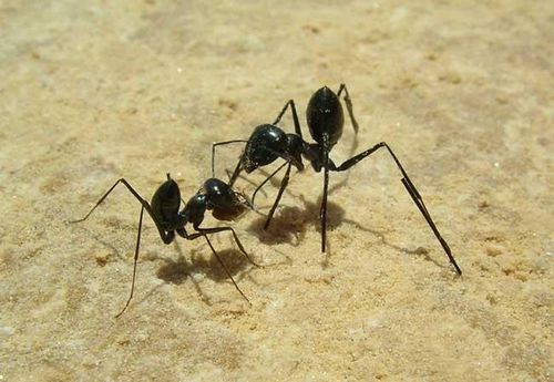 Les fourmis « comptent » leurs pas pour retrouver leur chemin !