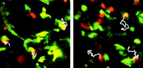 La mémoire « affective » des lymphocytes T