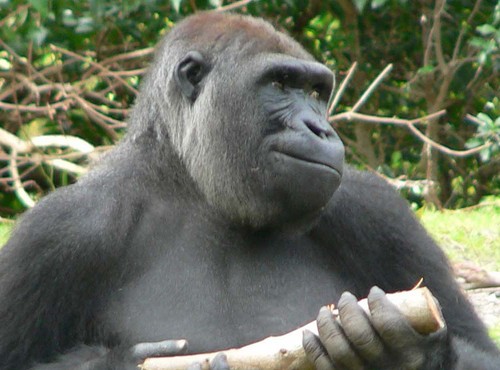 Nouvelle lignée génétique du virus Ebola chez les grands singes