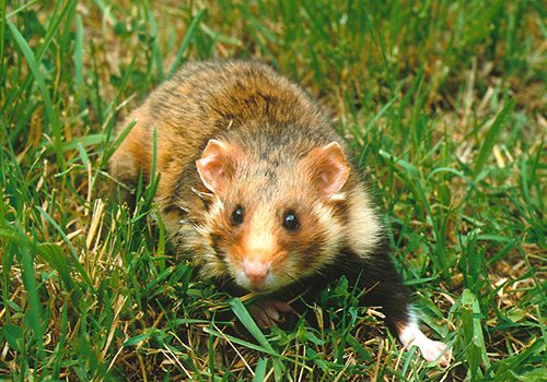 Le Grand Hamster menacé par les pluies et la monoculture de maïs