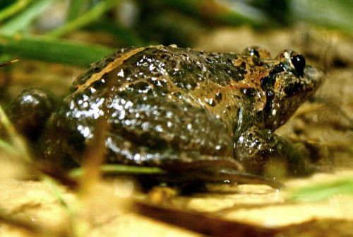 Redécouverte d'une espèce de grenouille déclarée disparue