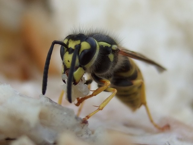 Les guêpes parasites pratiquent la thérapie génique
