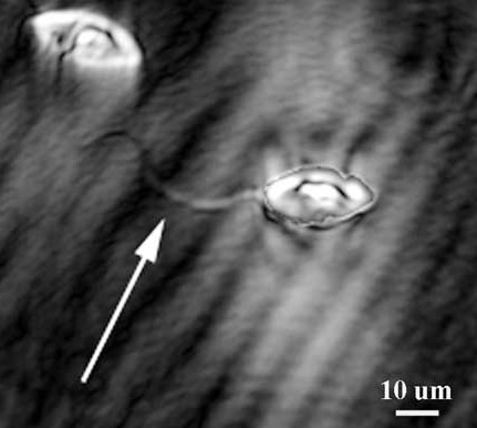 Un microscope holographique sous-marin