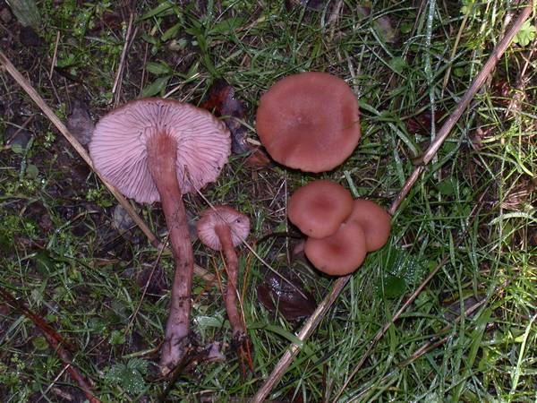 La "double vie" d'un champignon symbiotique des arbres