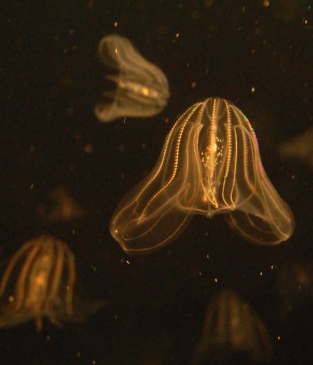 MEMO : un projet de recherche internationale sur les méduses envahissantes dans la mer du Nord