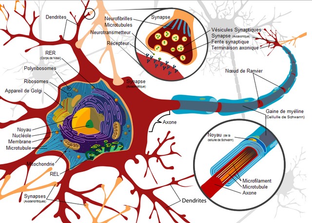Obtention de cellules souches neuronales