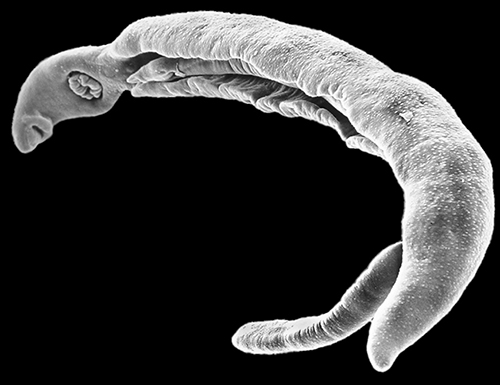 Contamination par le parasite de la bilharziose en Corse, décryptage