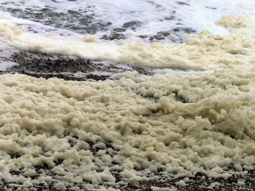Découverte du premier virus géant chez un hôte végétal
