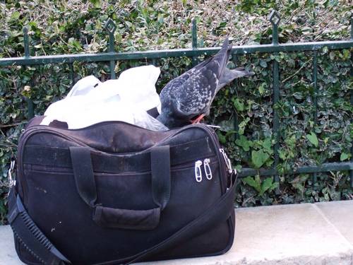 Comme les singes, les pigeons peuvent classer par le nombre