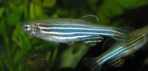 Observer les premières divisions des cellules du poisson zèbre