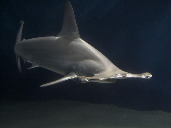 Une femelle requin conçoit seule un bébé