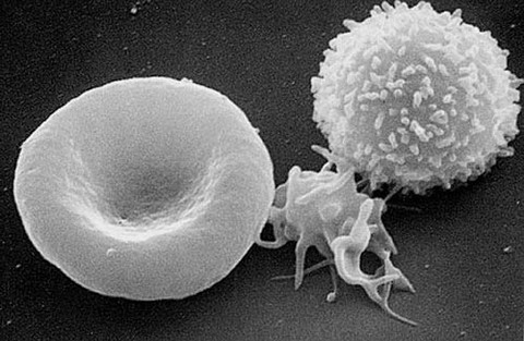 Des cellules du système immunitaires finalement pas si variées