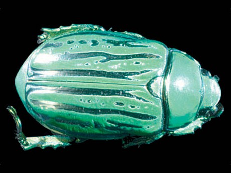 Le secret du beau vert métallique d'un scarabée