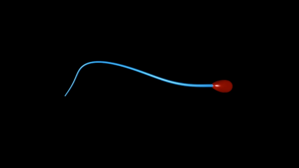 Surprise: les spermatozoïdes n’ondulent pas mais avancent comme des perceuses