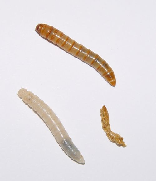 Des ailes non perdues mais juste masquées chez certains insectes