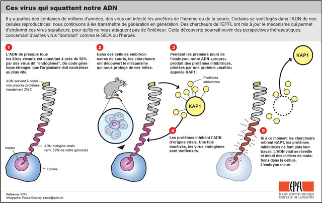 Des biologistes réveillent des virus endormis au cœur de nos cellules