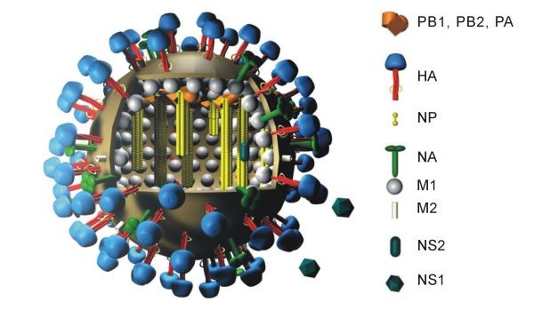 Et s'il était possible de modéliser le prochain virus de la grippe ?