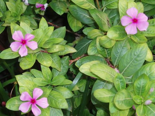 RTL1, une nouvelle défense antivirale des plantes inhibée par les virus