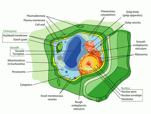 S'inspirer des plantes pour mieux maîtriser nos flux d'énergie et de matière