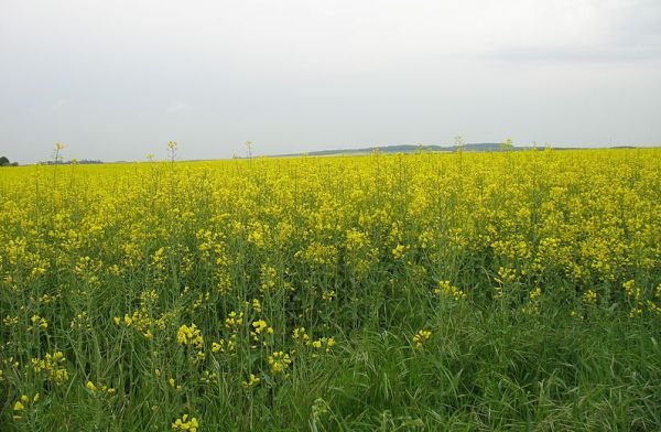 Phoma du colza : des mécanismes infectieux sous contrôle épigénétique