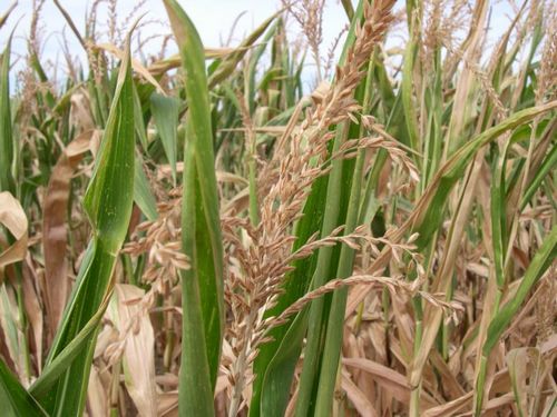 Créer des plantes plus résistantes au réchauffement climatique