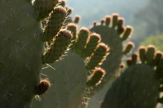 Comment rendre l'eau potable avec un cactus