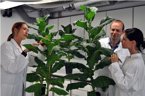 Un plant de tabac génétiquement modifié rendu "immortel"