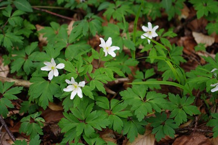 Le microclimat des sous-bois protège les plantes sensibles au réchauffement climatique