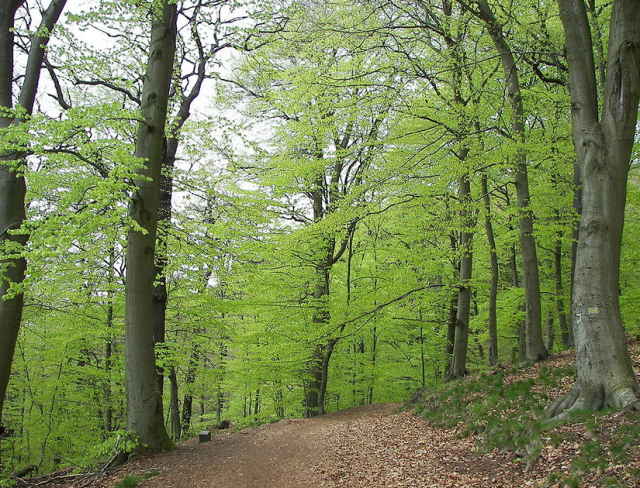 Des arbres européens en Chine contre les espèces invasives