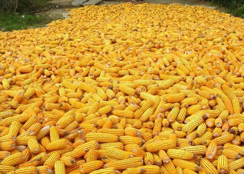 OGM: avis de l'AESA et demande d'autorisation du MON 810