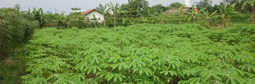 Un manioc enrichi pour pallier les carences en vitamine B6