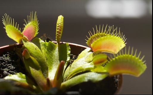 Comment une plante devient carnivore insectivore