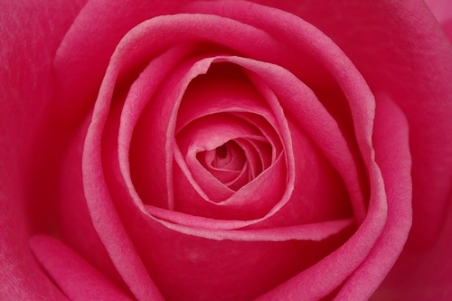 Parfum de thé chez les roses : son origine enfin dévoilée