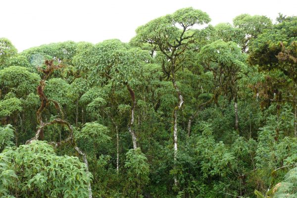Unesco: les îles Galapagos vont mieux