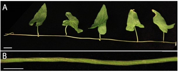Quand la cellulose déraille, les tiges partent en vrille !
