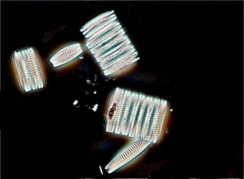 Un océan de silicium