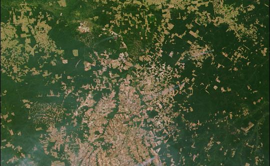 La déforestation de l'Amazonie n'apporte rien à long terme aux populations