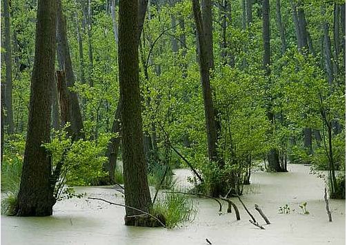 Patrimoine mondial: des Forêts primaires de hêtres