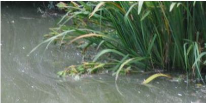 Des nanoparticules à poils pour détecter les métaux lourds dans l'eau