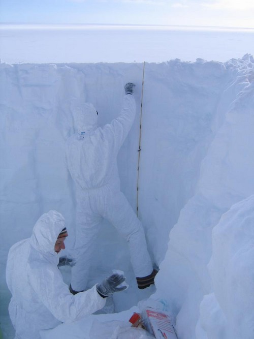 Les précipitations neigeuses, une menace pour les écosystèmes arctiques ?