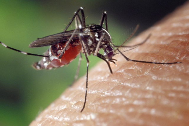 1er cas de myélite aiguë chez une patiente infectée par le virus Zika