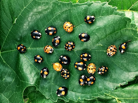 Comment la coccinelle arlequin dessine-t-elle ses points rouges ou ses points noirs ?