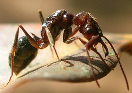 Les gènes pour la coopération dans les sociétés d'insectes